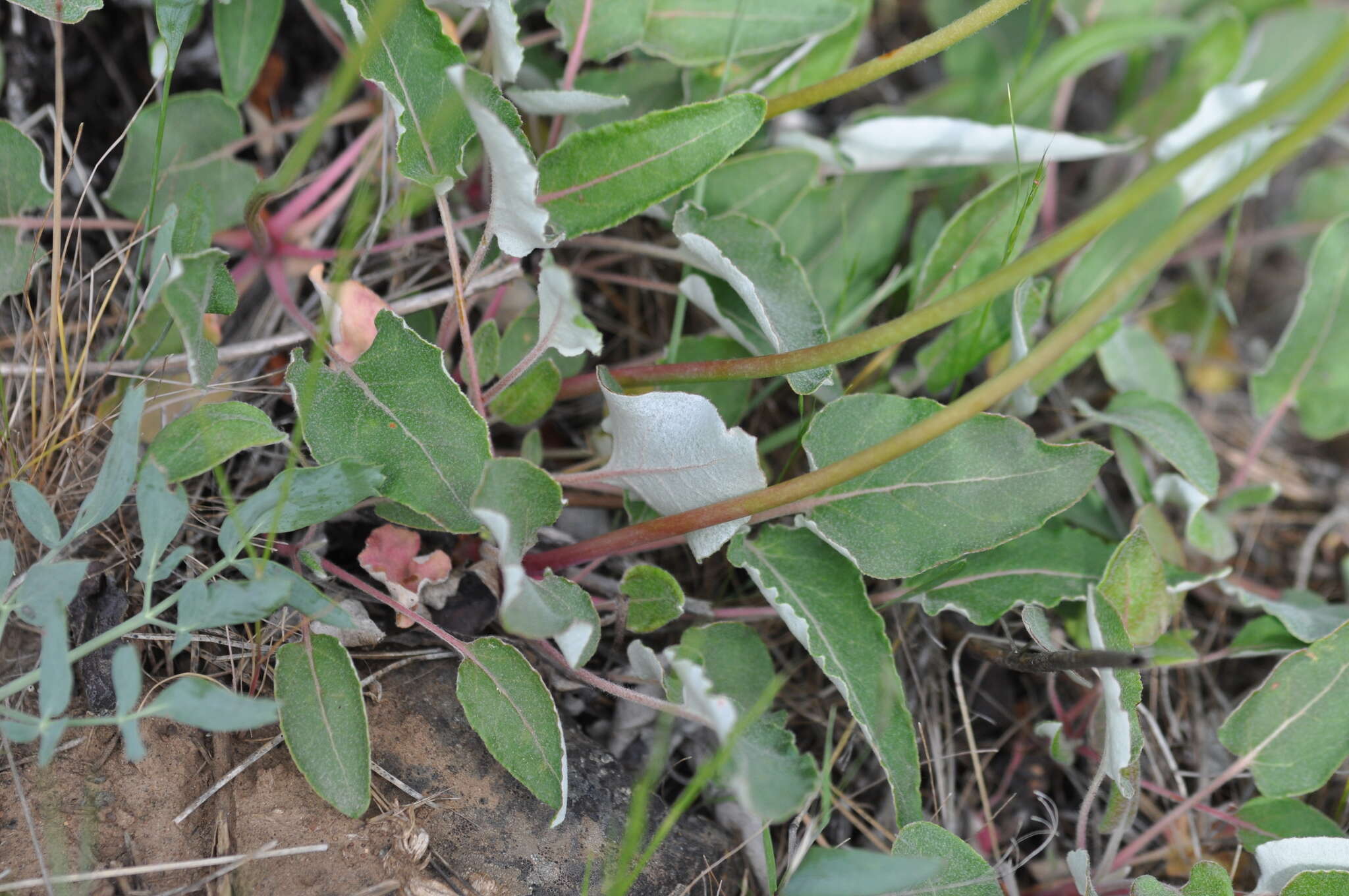 Image of arrowleaf buckwheat