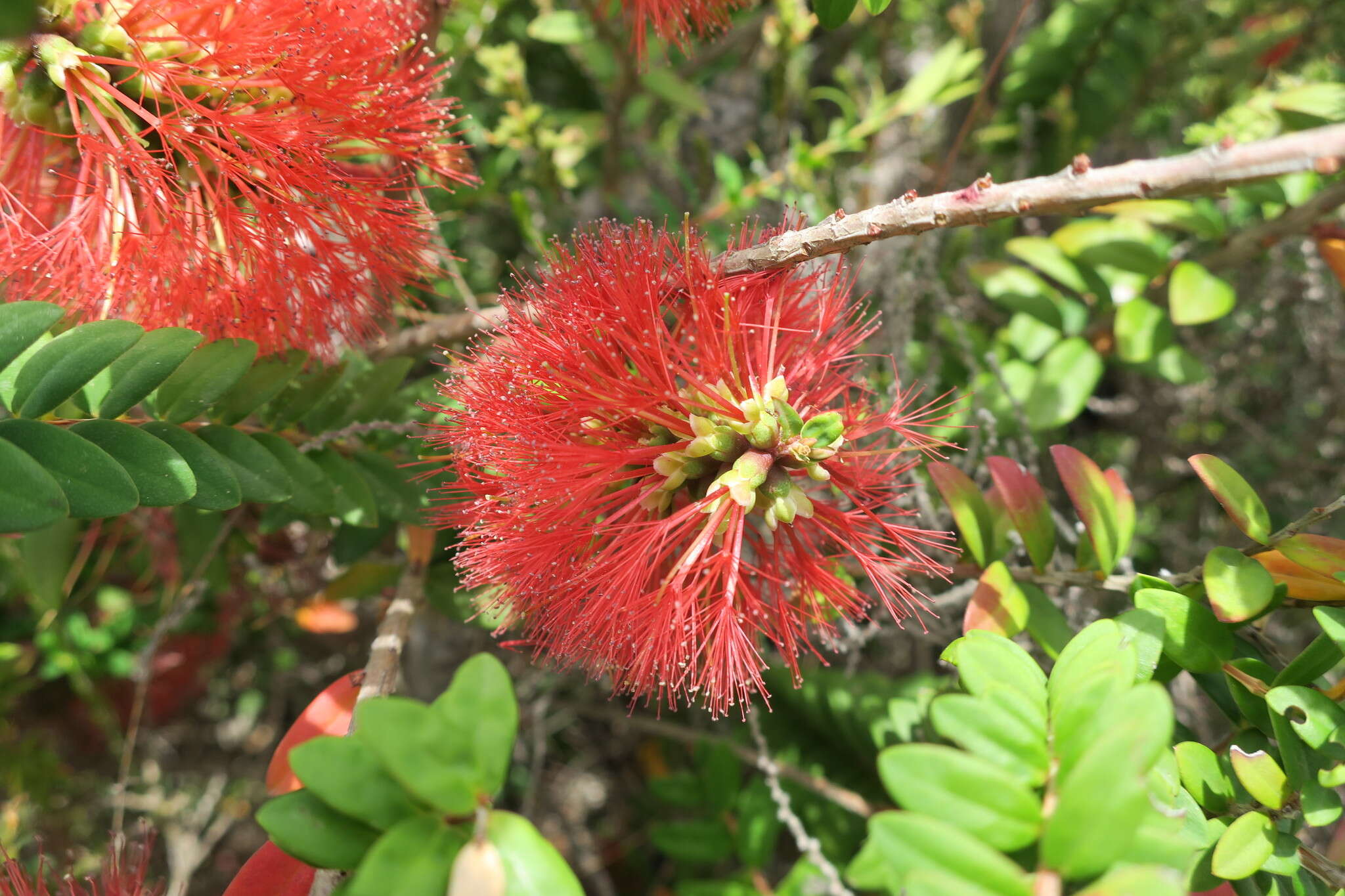 صورة Melaleuca hypericifolia Sm.