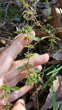 Image of American false pennyroyal