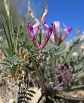 Sivun Astragalus cymboides M. E. Jones kuva