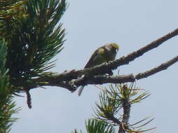 Carduelis citrinella (Pallas 1764)的圖片