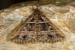 Image of Bertula delosticha Swinhoe 1906