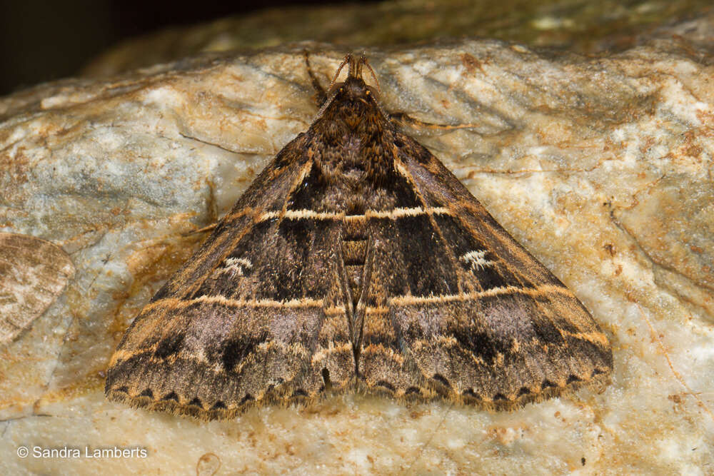 Image of Bertula delosticha Swinhoe 1906