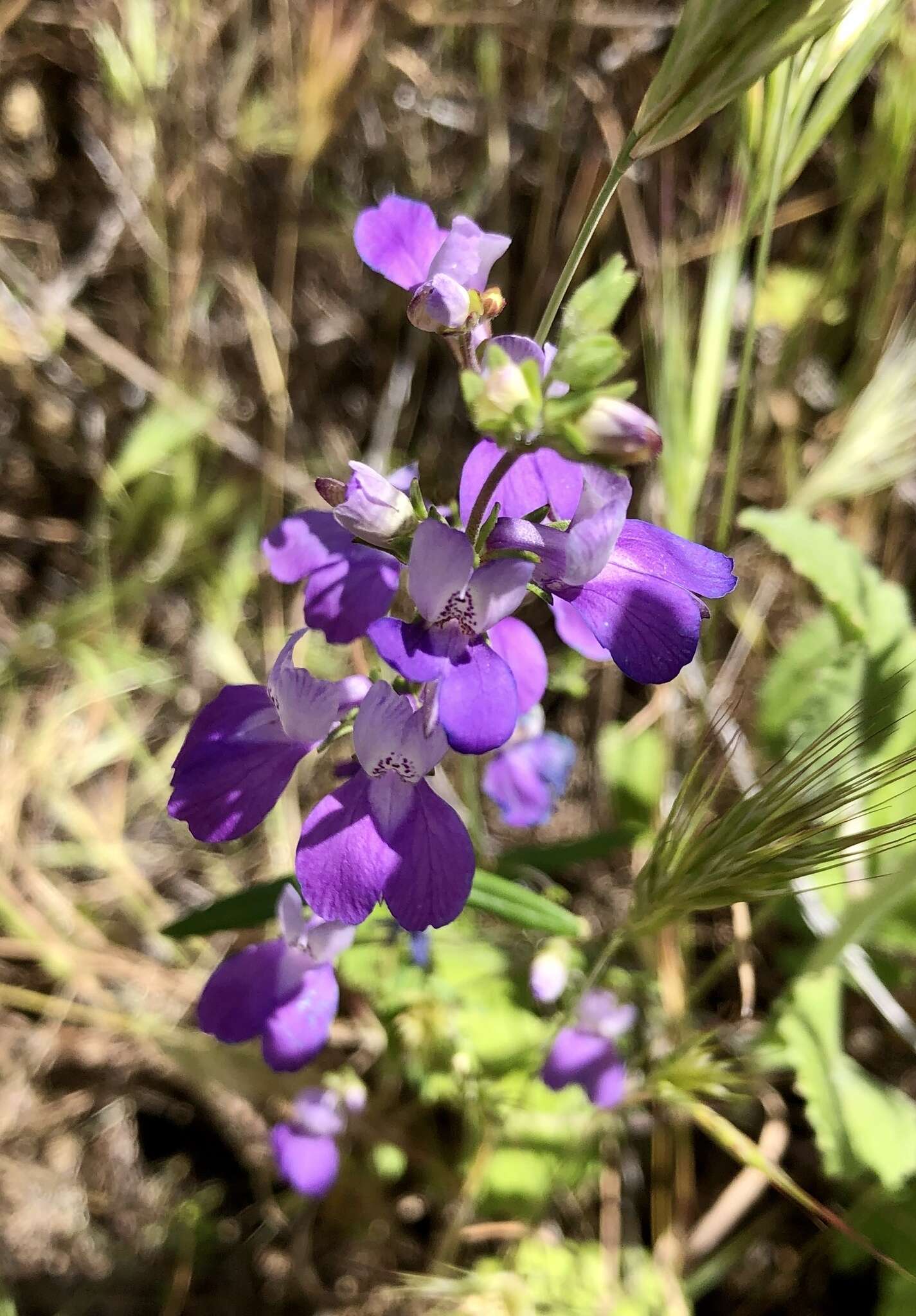 صورة Collinsia concolor Greene.