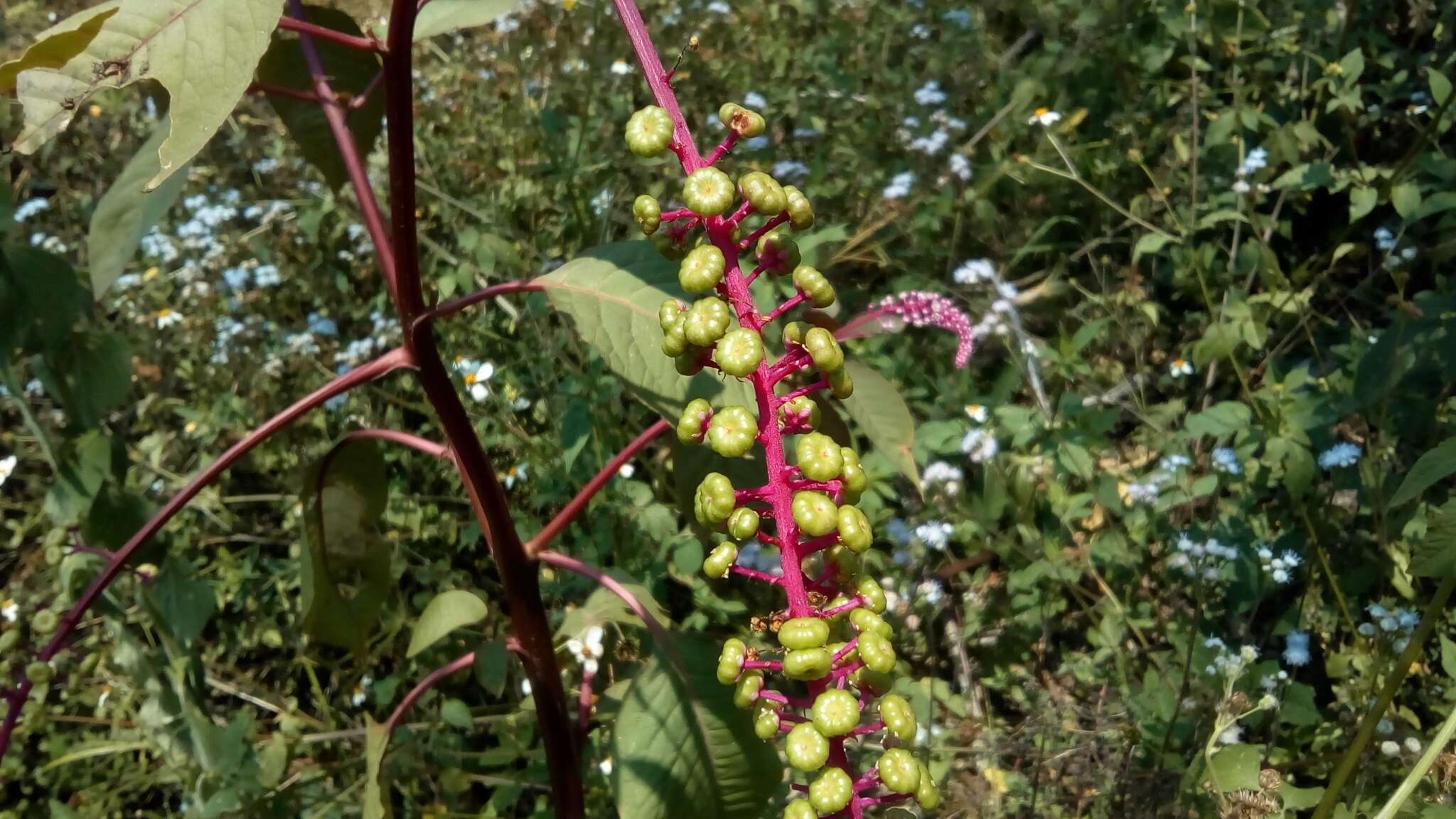 Image of Venezuelan pokeweed