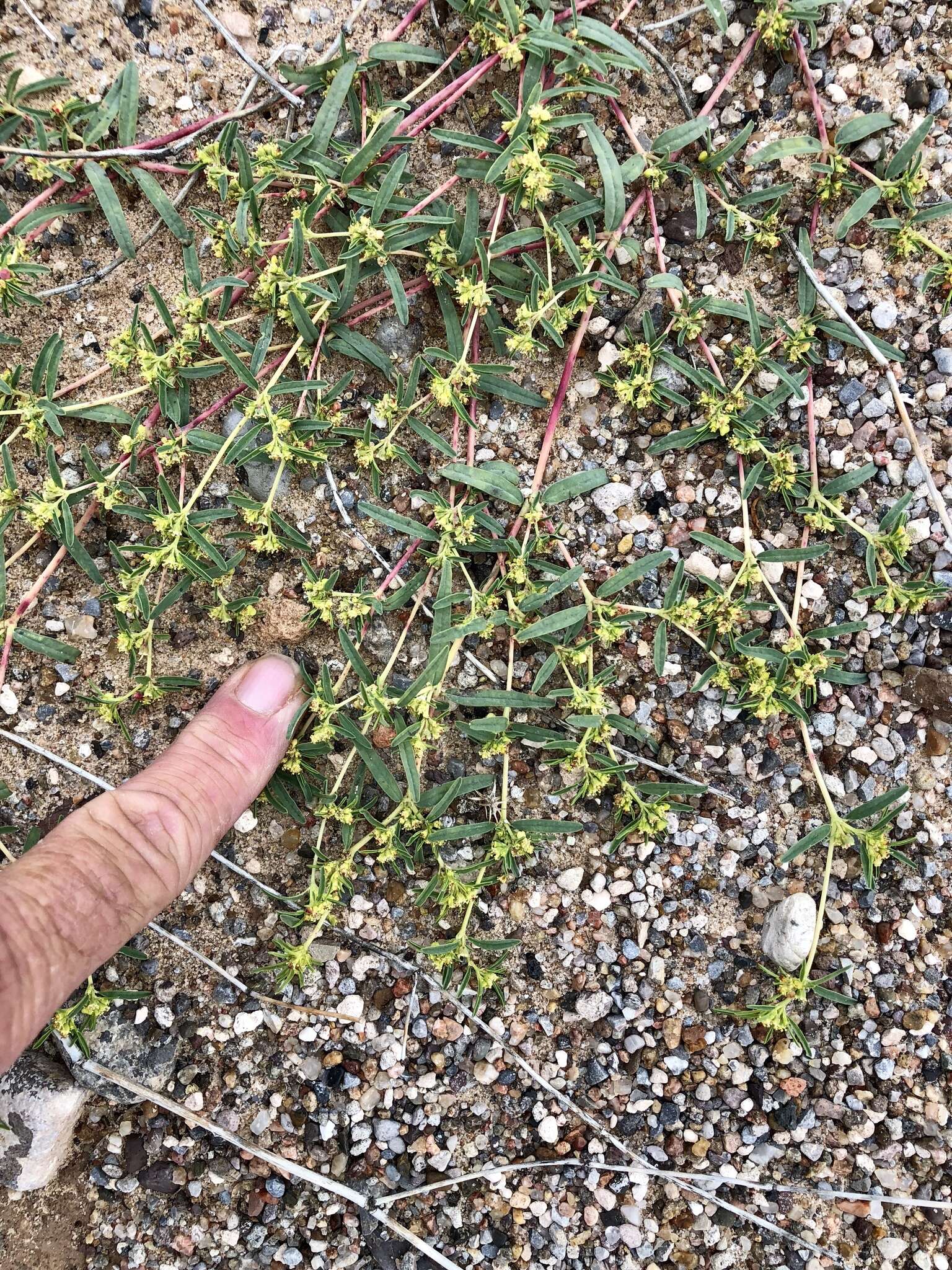 Image de Euphorbia parryi Engelm.