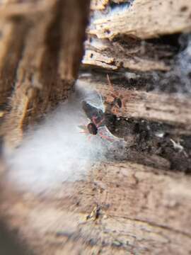 Image of winter grain mites