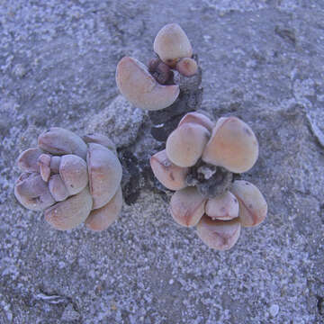 Image of Crassula deceptor Schönl. & Baker fil.