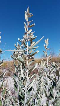 Image of Pervillaea venenata subsp. macrantha J. Klack.