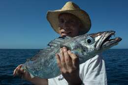 Image of Silver gemfish