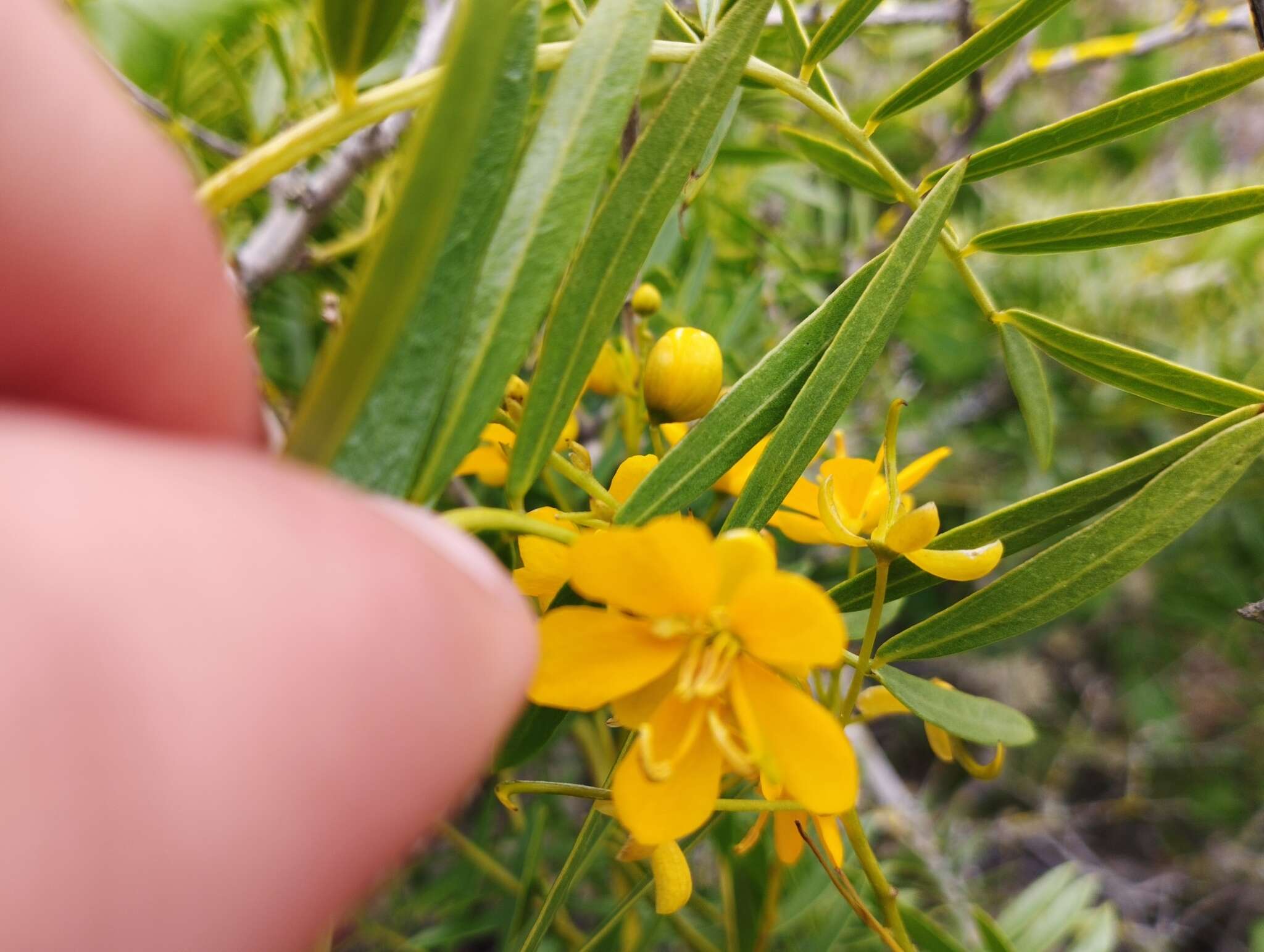 صورة Senna cumingii var. cumingii