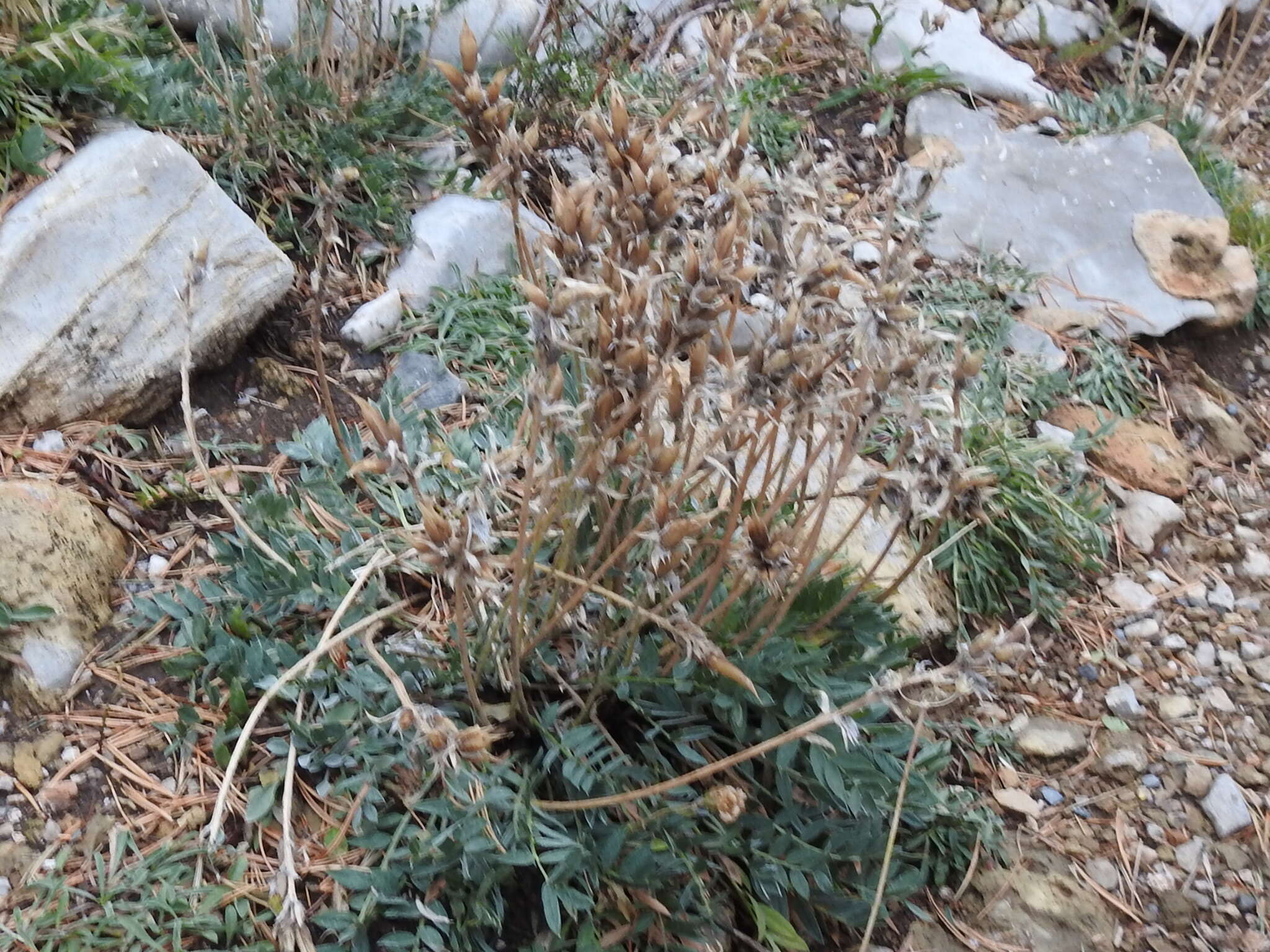 Image of Purple Locoweed