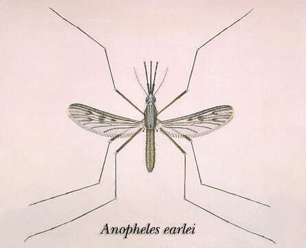 Image of Anopheles earlei Vargas 1943