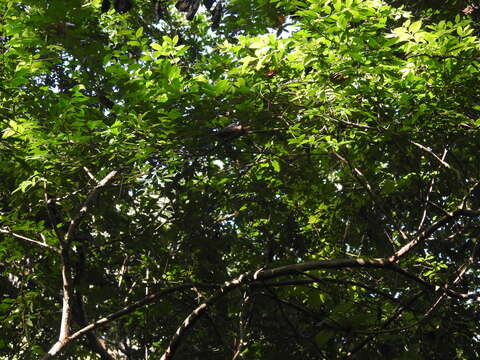 Image of Psidium sartorianum (Berg) Niedenzu