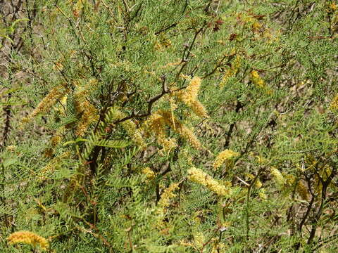 Image of Prosopis flexuosa var. depressa F. A. Roig