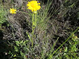 Image of Gutierrezia dunalii (Spreng.) G. L. Nesom