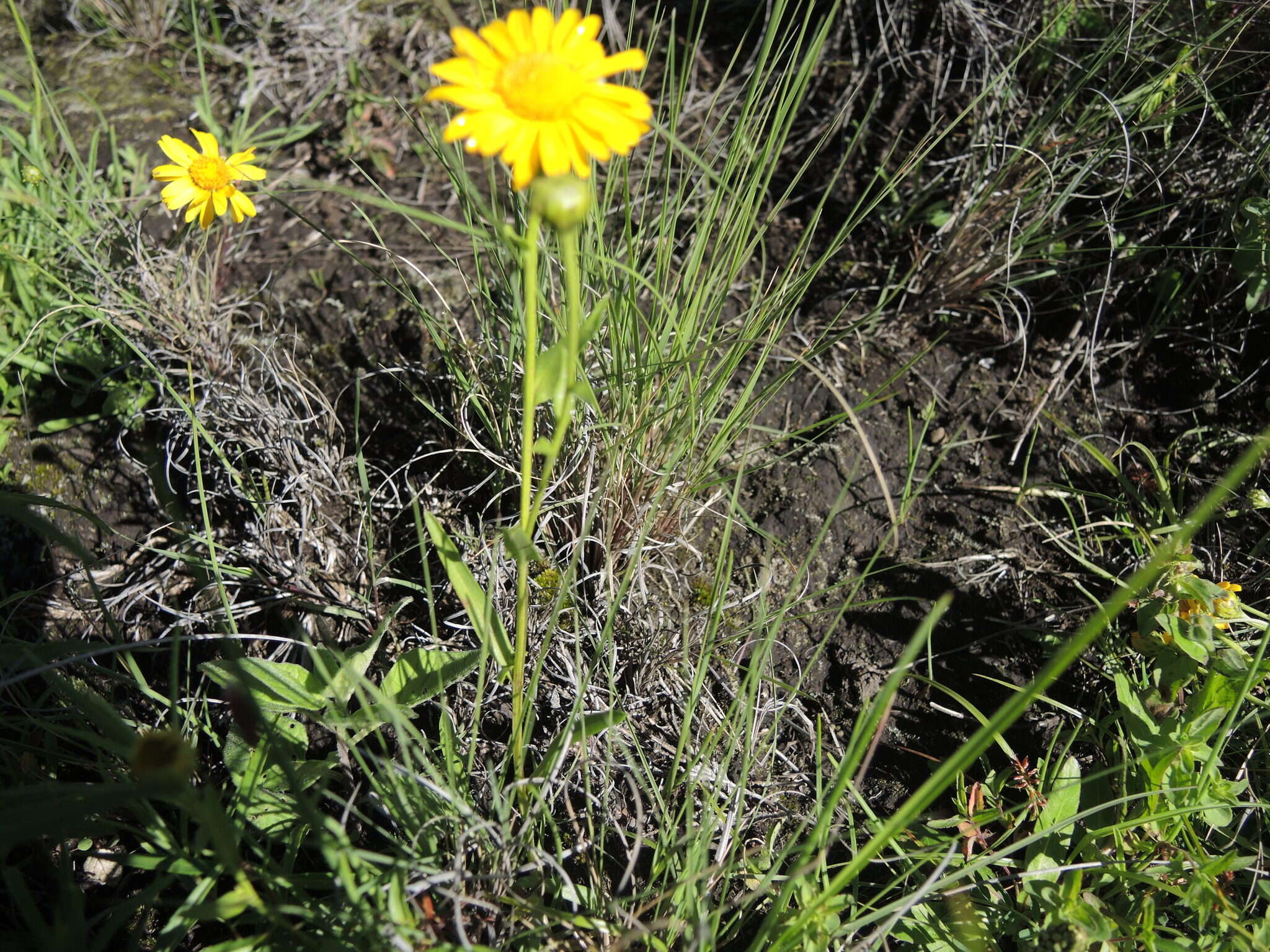 Image of Gutierrezia dunalii (Spreng.) G. L. Nesom