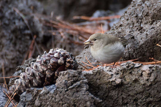 Image of Blue Chaffinch