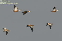 Image of Ruddy Shelduck