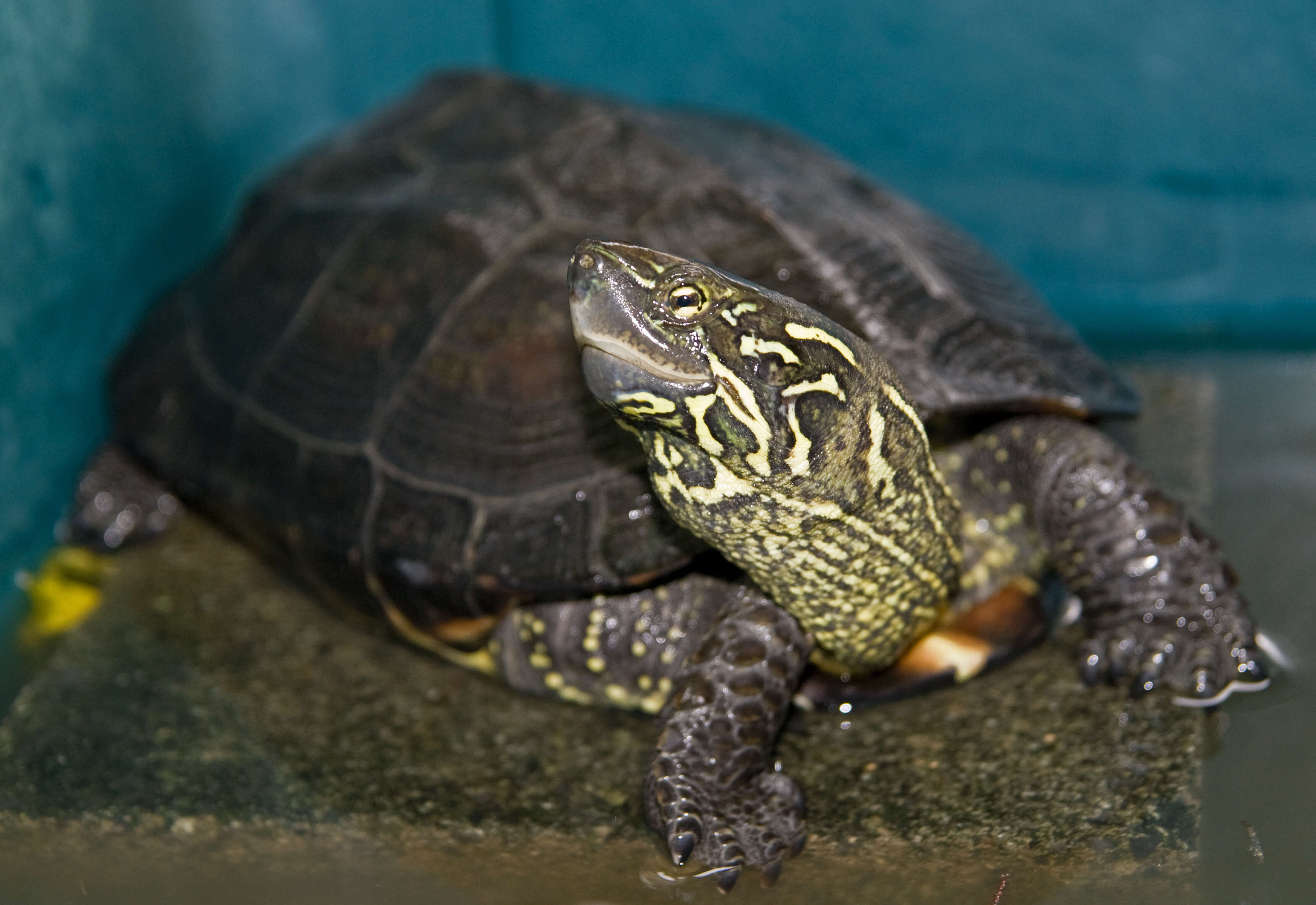 Image of Chinese Pond Turtle