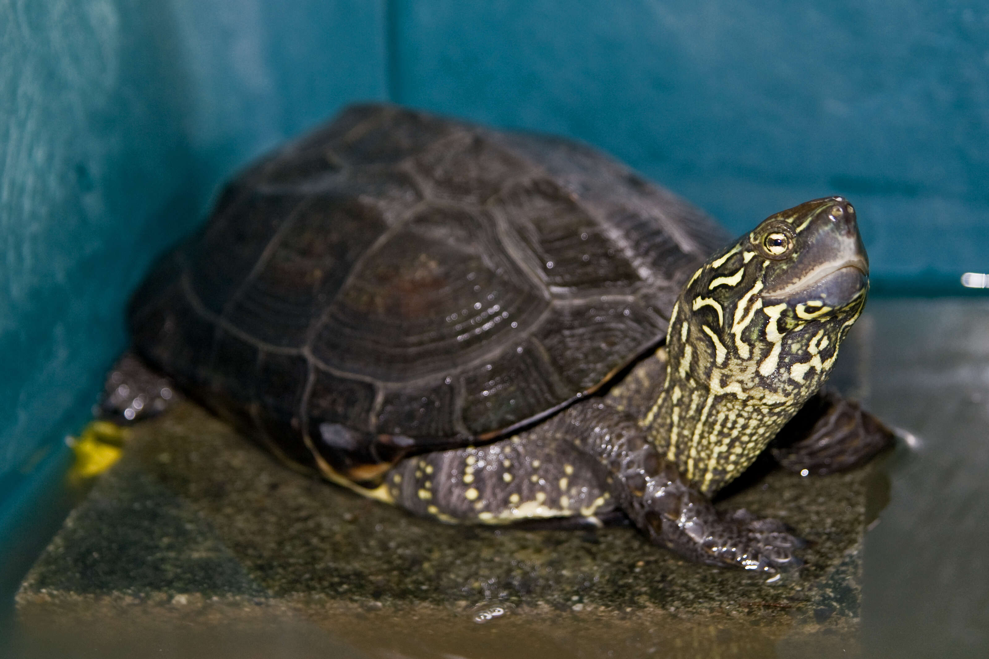 Image of Chinese Pond Turtle