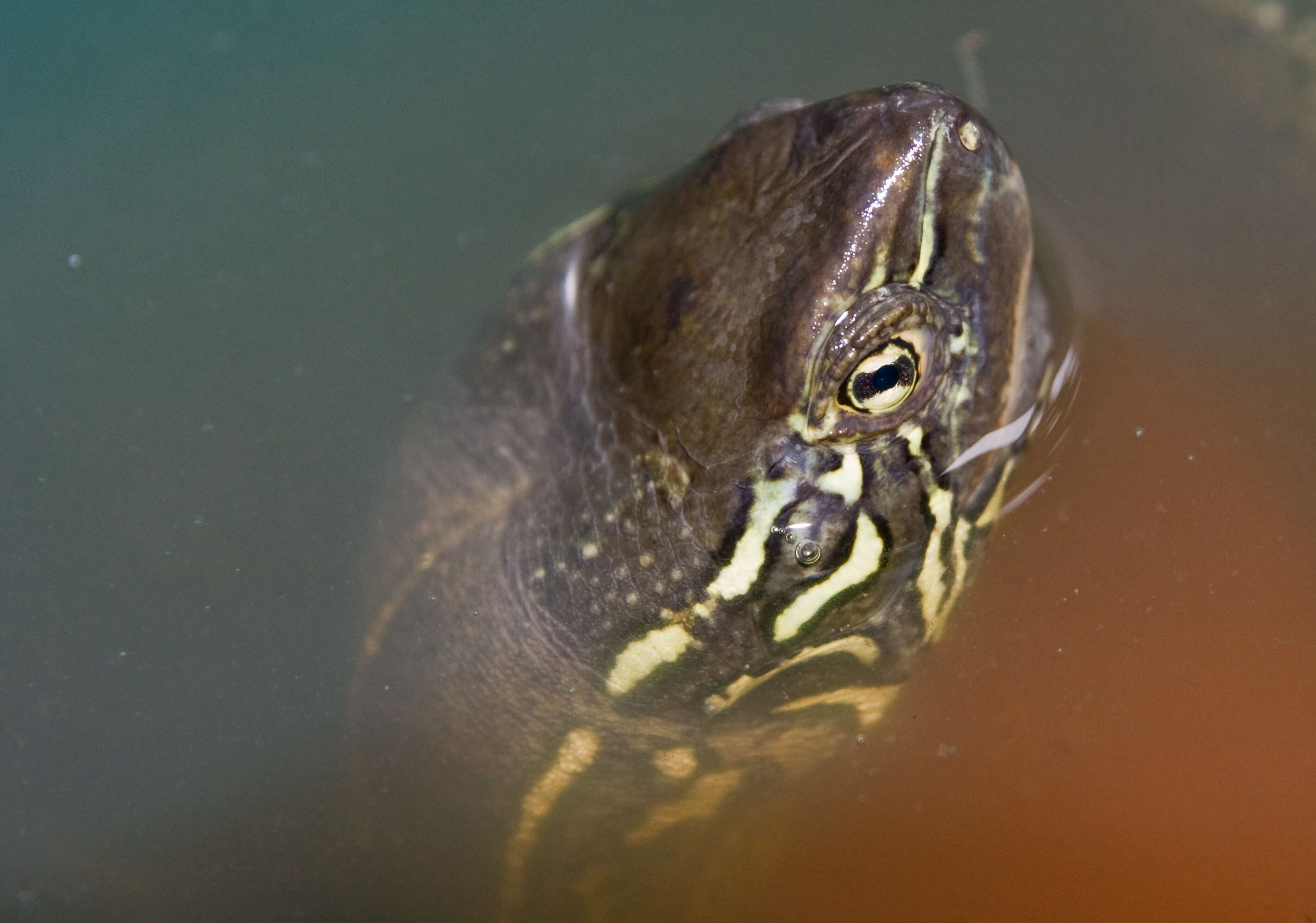 Image of Chinese Pond Turtle