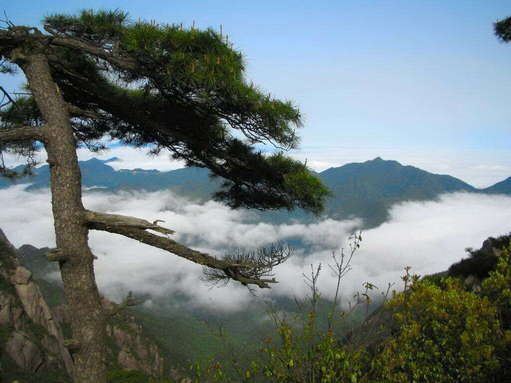 Image of Huangshan Pine