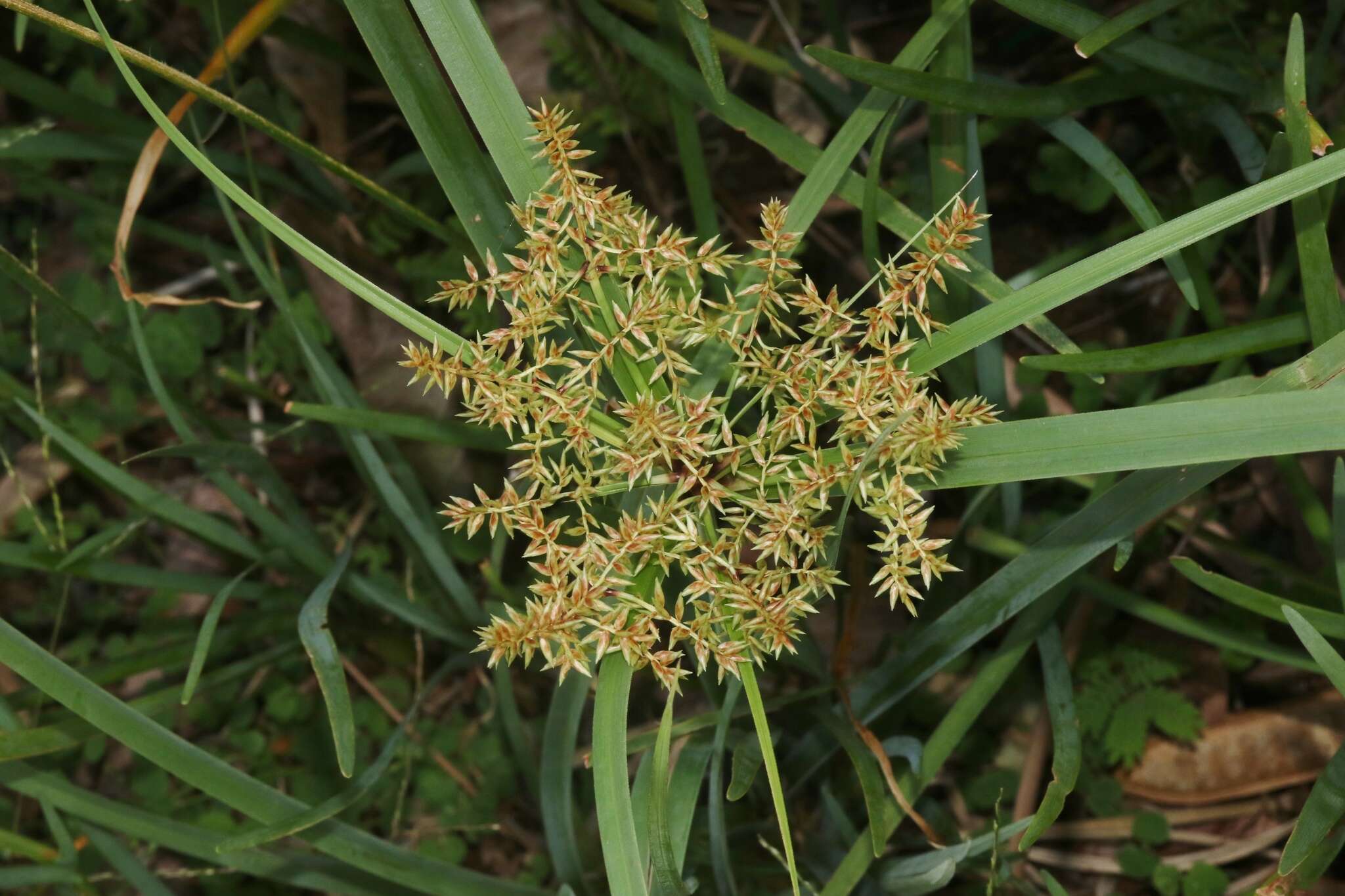 Слика од Cyperus javanicus Houtt.