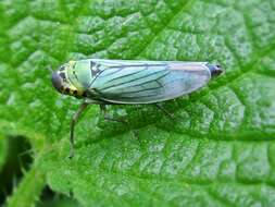 Image of Cicadella viridis (Linnaeus 1758)