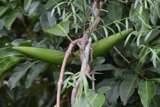 Petopentia natalensis (Schltr.) Bullock的圖片