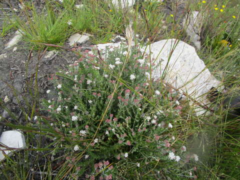 Image of Brunia cordata (Burm. fil.) Class.-Bockh. & E. G. H. Oliv.