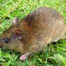 Image of O'Connell's spiny rat