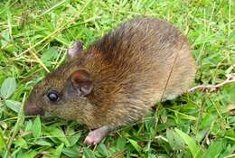 Image of O'Connell's spiny rat
