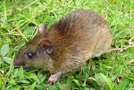 Image of O'Connell's spiny rat