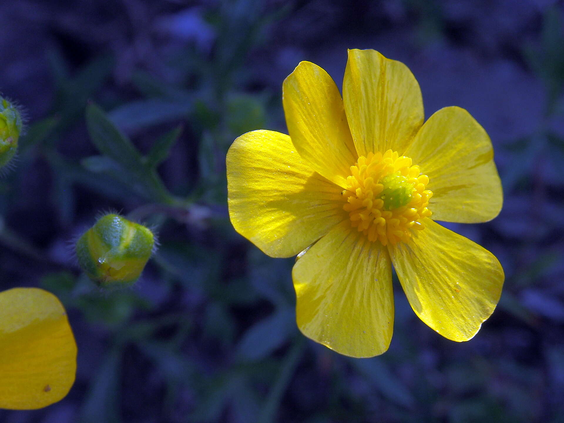 Imagem de Ranunculus formosamontanus Ohwi