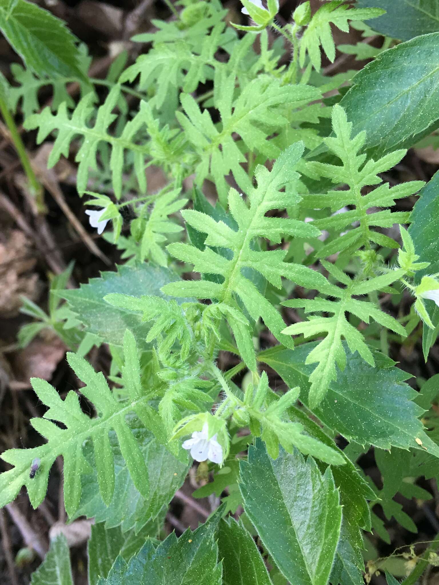 Image de Ellisia nyctelea (L.) L.