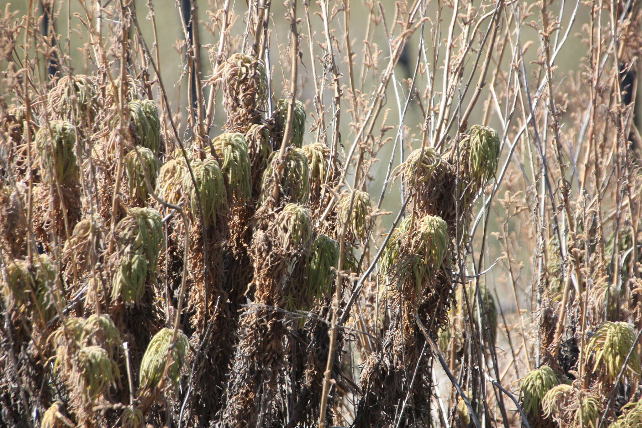 Image of Turricula