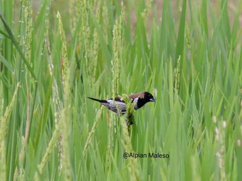 Image of Black-faced Munia