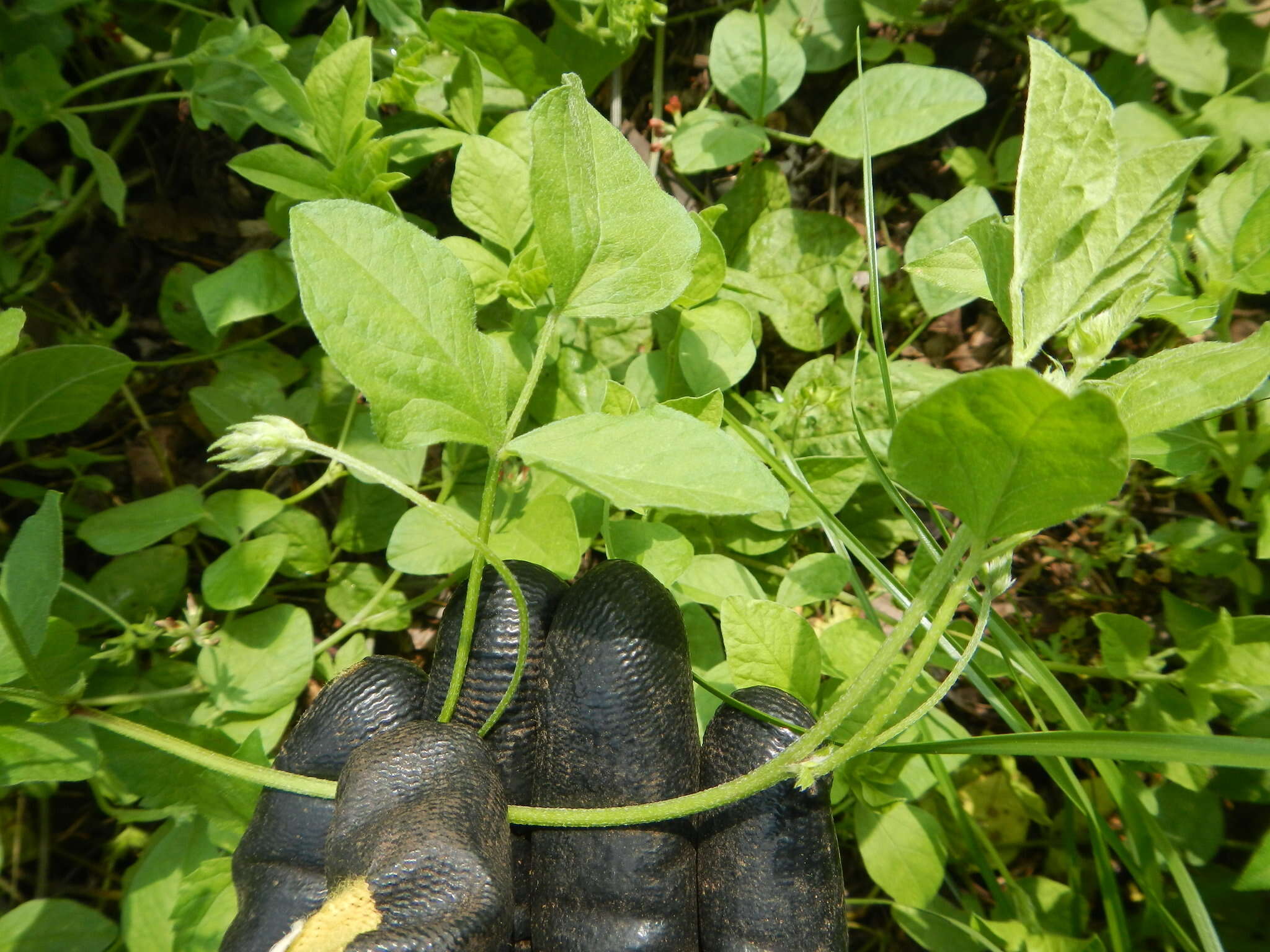 Psoralea rhombifolia Torr. & A. Gray的圖片