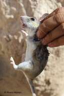 Image of Desert Woodrat