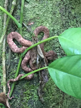 Image of Eyelash Viper