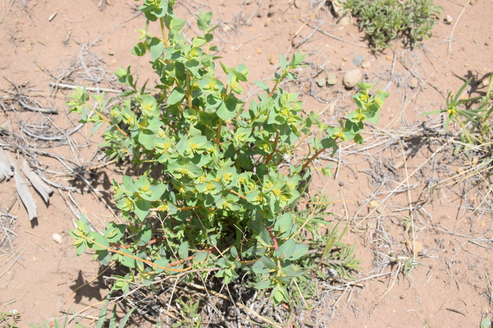 Image of horned spurge