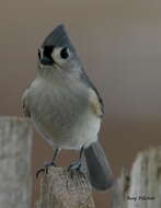 Image of American Titmice