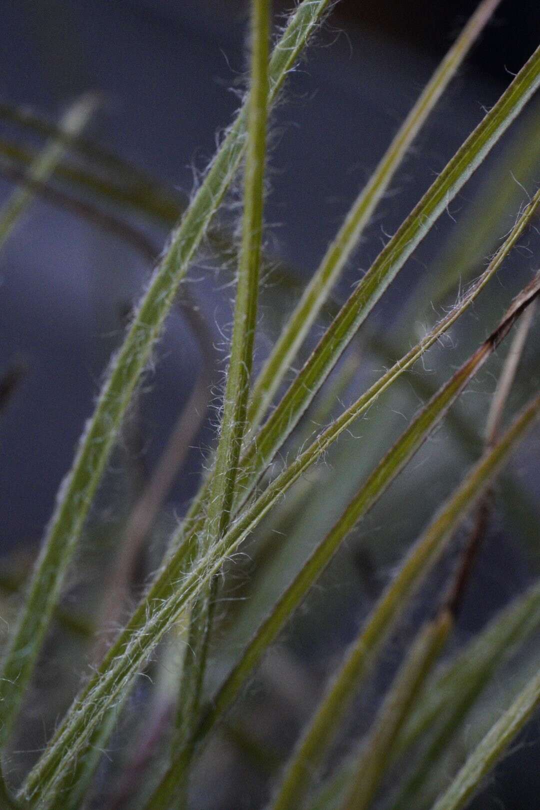 Image of Hypoxis floccosa Baker