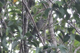 Image of Grayish Mourner