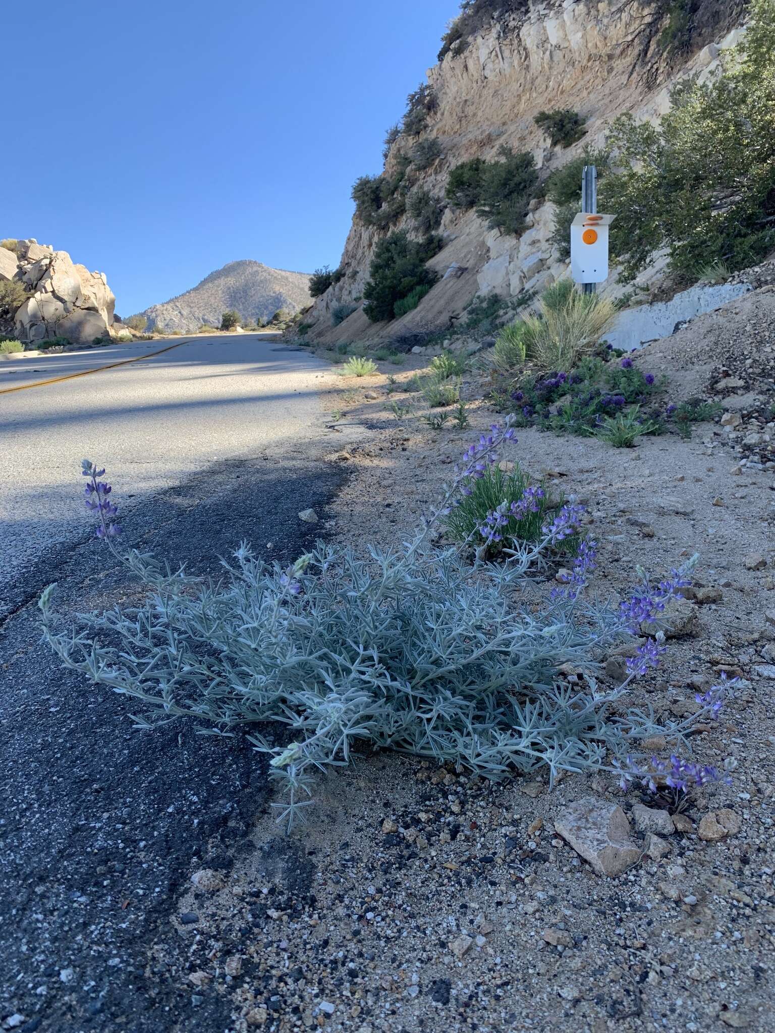 Image of Dedecker lupine