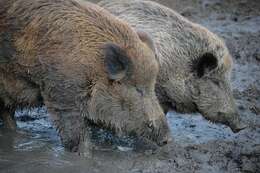 Imagem de Sus scrofa scrofa Linnaeus 1758