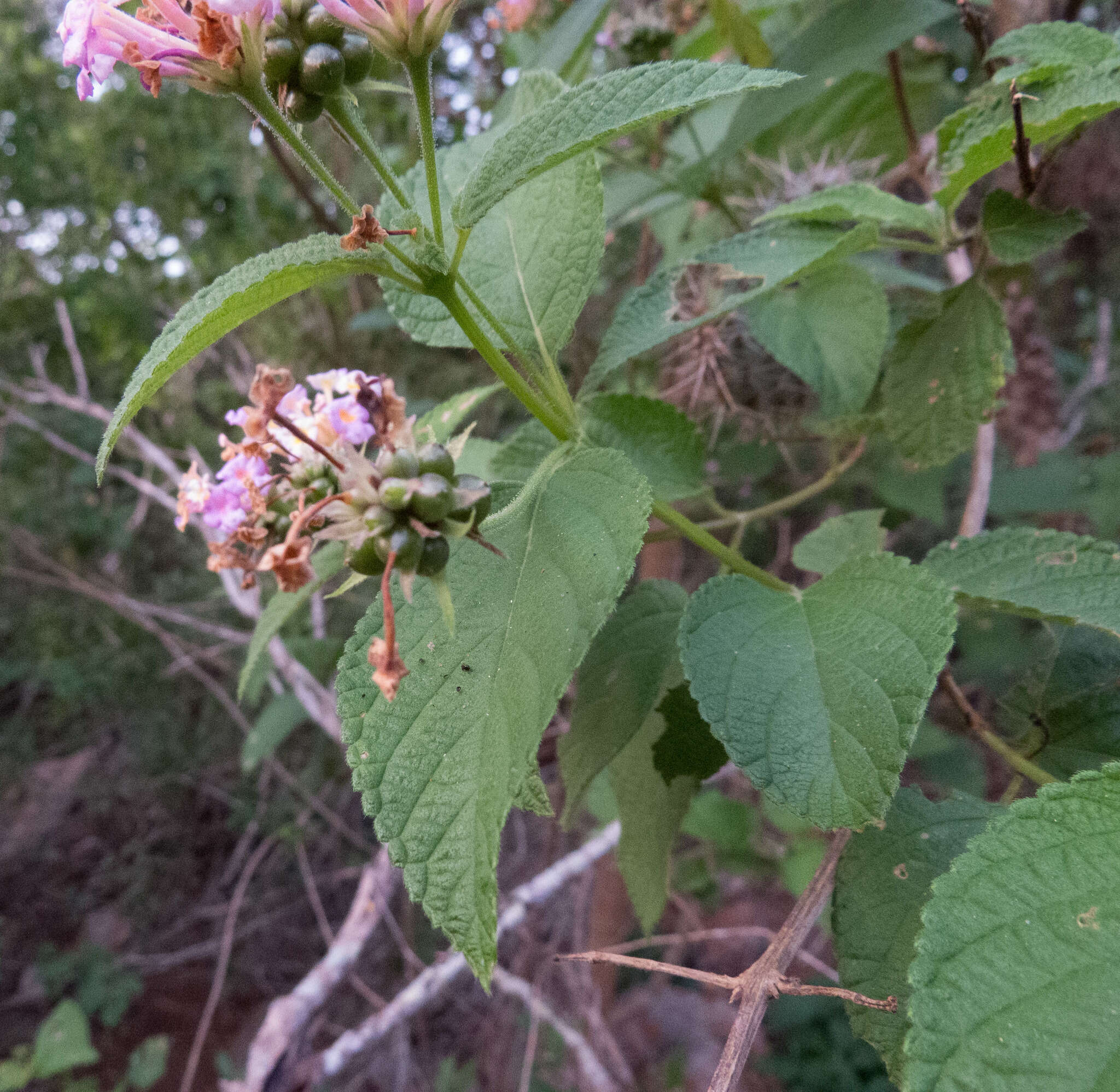 Plancia ëd Lantana pohliana Schauer