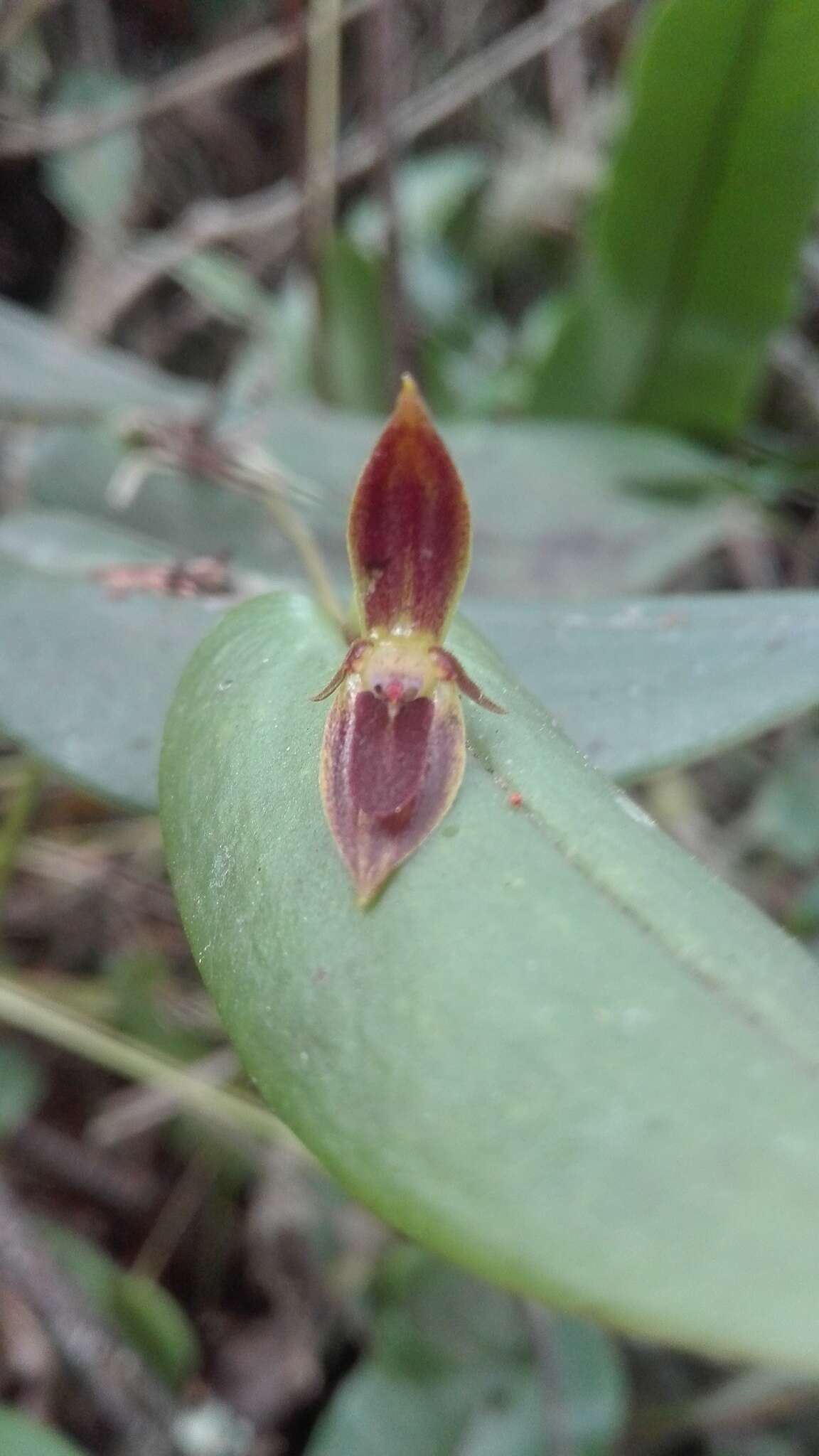 Image of Pleurothallis coriacardia Rchb. fil.