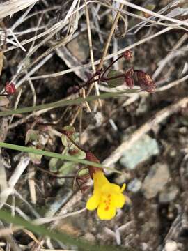 Image of Erythranthe serpentinicola